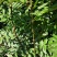 花椒树苗山东花椒苗价格