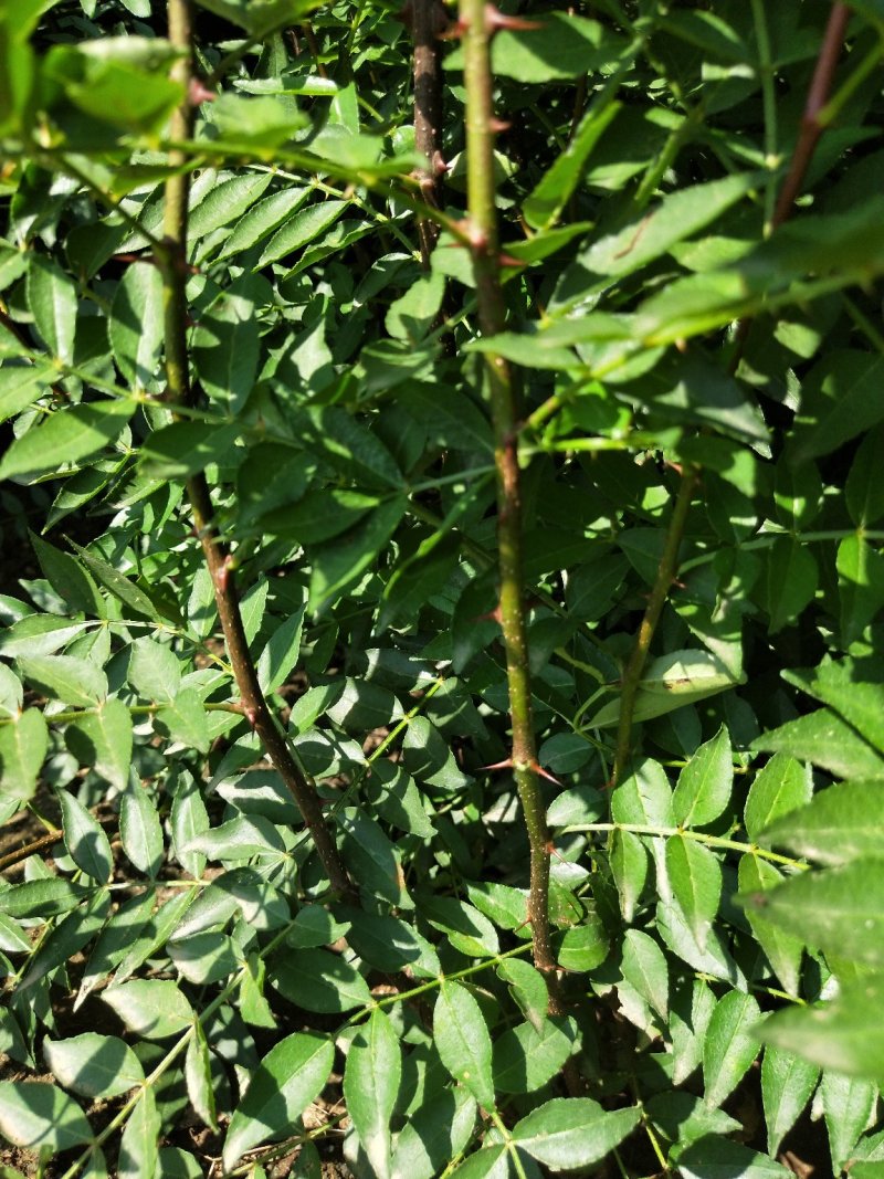 花椒树苗山东花椒苗价格