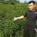 花椒树苗山东花椒苗价格