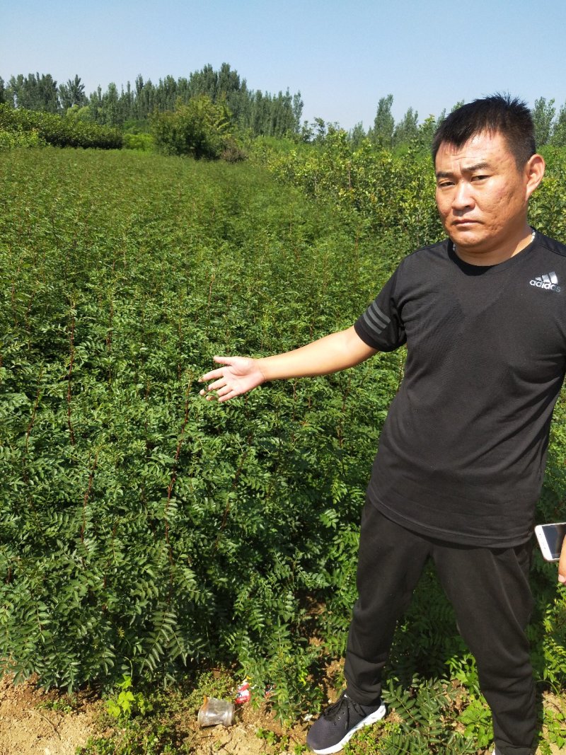 花椒树苗山东花椒苗价格