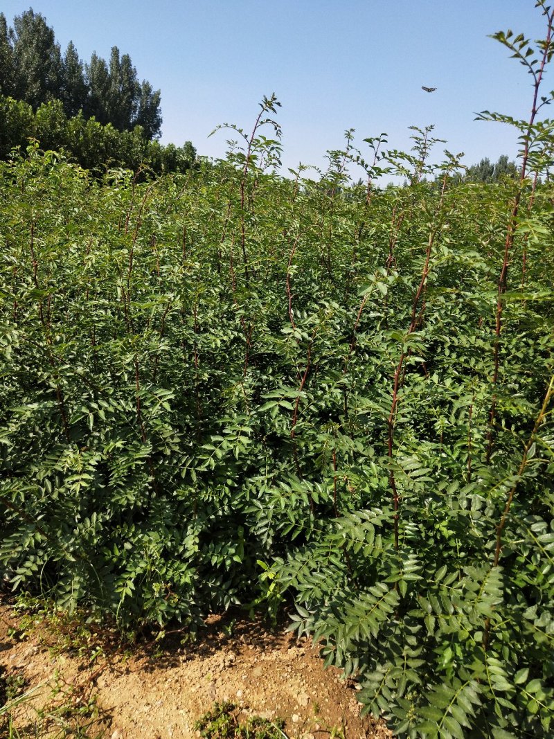 花椒树苗山东花椒苗价格