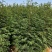 花椒树苗山东花椒苗价格