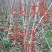 山楂树苗0.5至1公分的