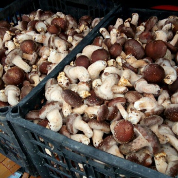 新鲜采摘香菇
