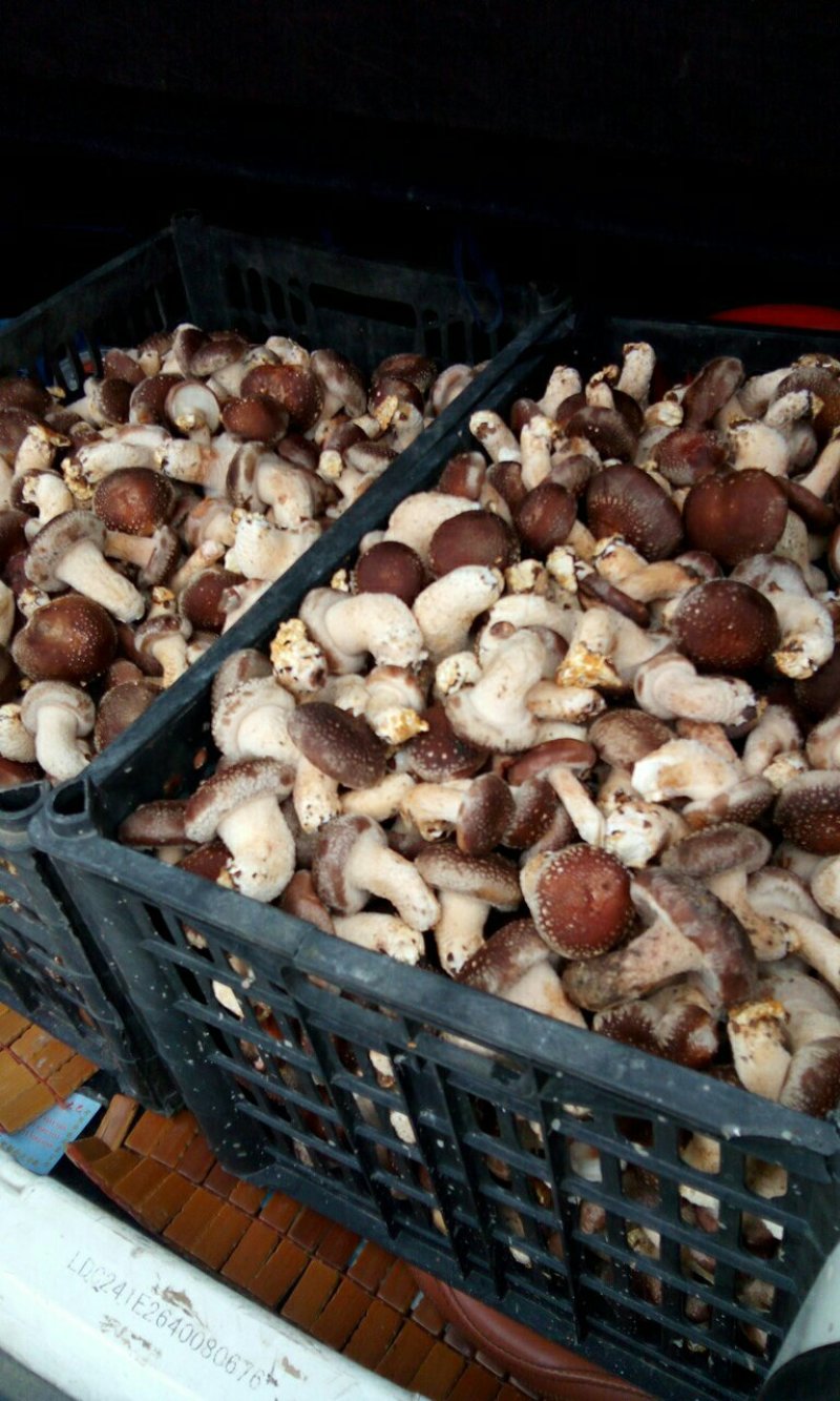 新鲜采摘香菇