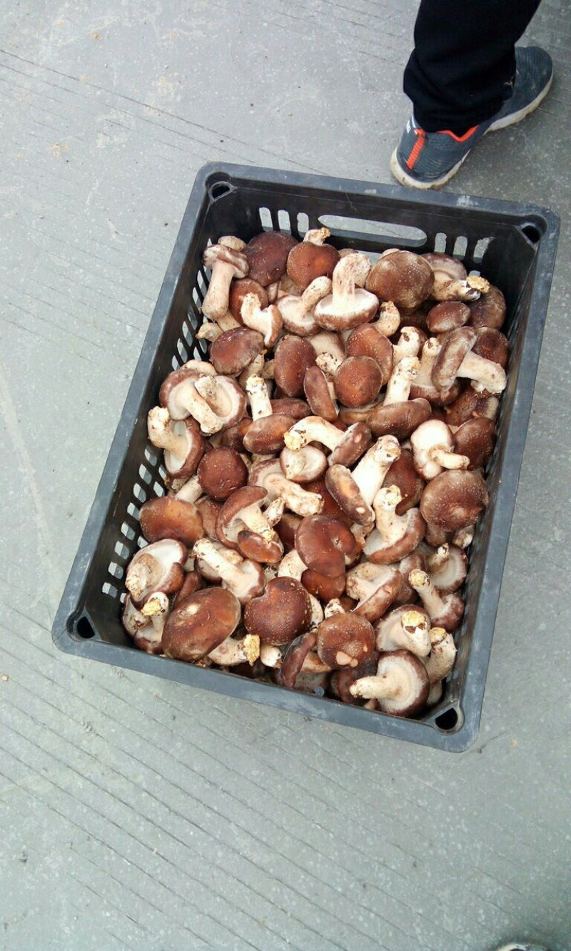 新鲜采摘香菇