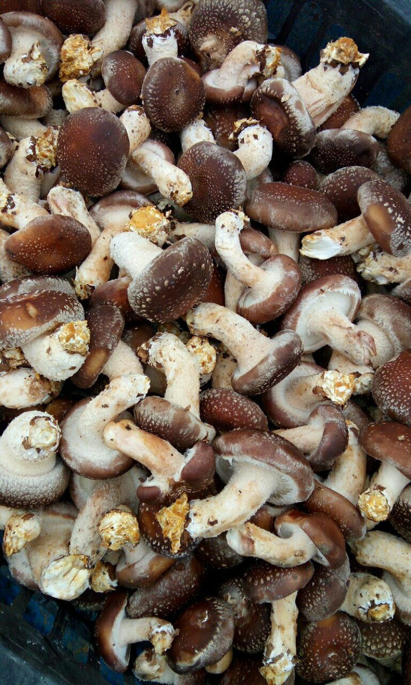 新鲜采摘香菇