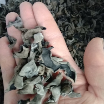 黑木耳大小都有，各种品种皆全，品质保障可在线下单