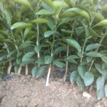 特优抗病性纽荷尔橙苗(2年苗),产量高,长的特快!品种保
