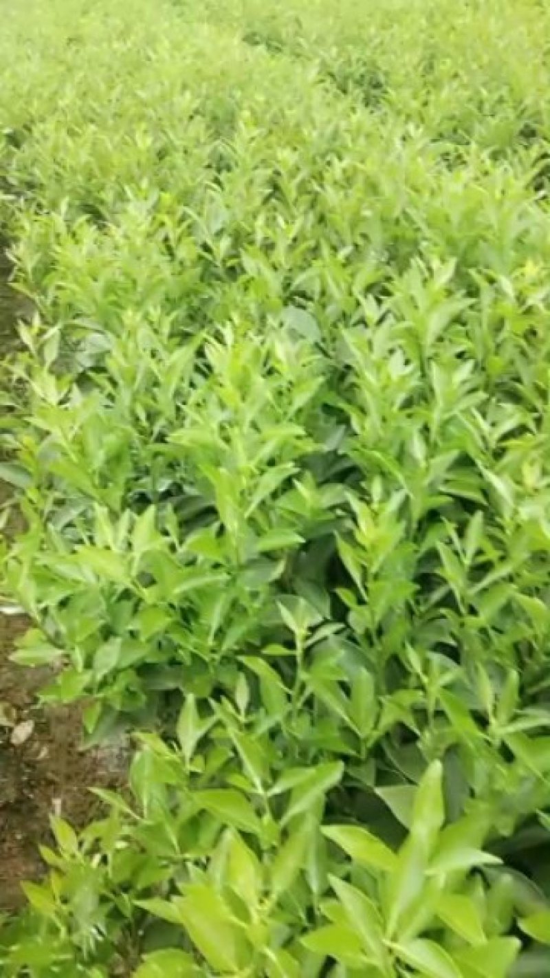 赣南脐橙纽荷尔橙苗（2年苗）抗病性强，产量高