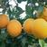 赣南脐橙纽荷尔橙苗（2年苗）抗病性强，产量高
