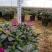 产地直销批发精品紫色杜鹃花