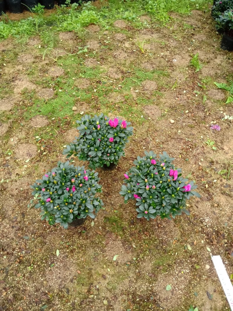 产地直销批发精品紫色杜鹃花