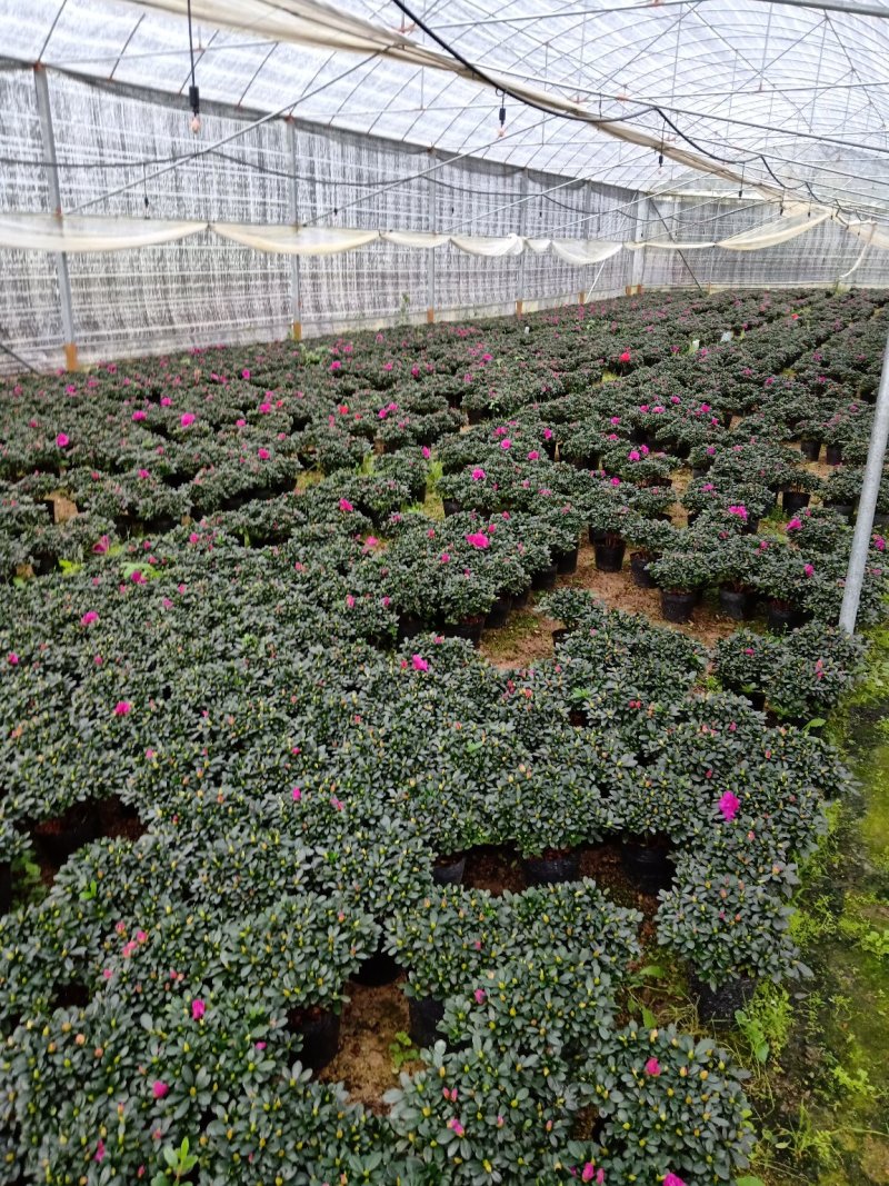 产地直销批发精品紫色杜鹃花
