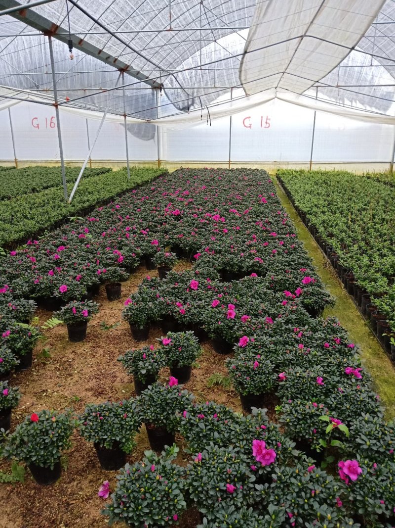 产地直销批发精品紫色杜鹃花