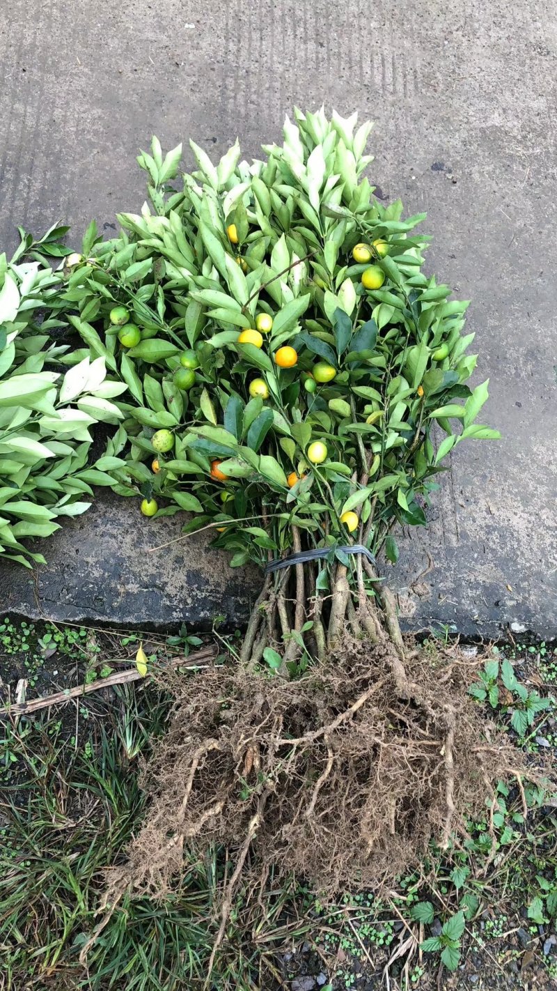 脆皮金桔苗优质嫁接苗基地实图拍摄欢迎考察两证一签