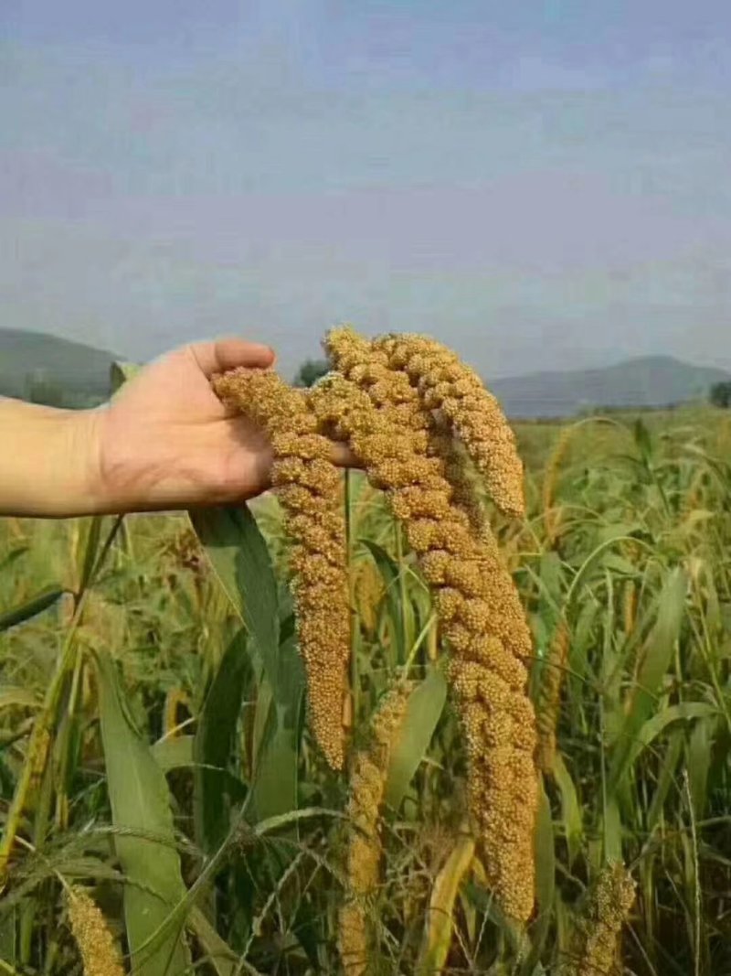 蚯蚓有机肥