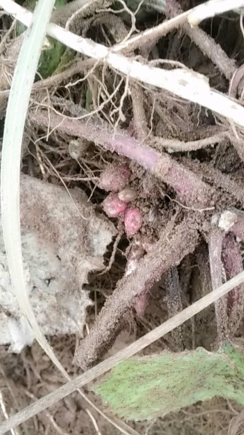 款冬花