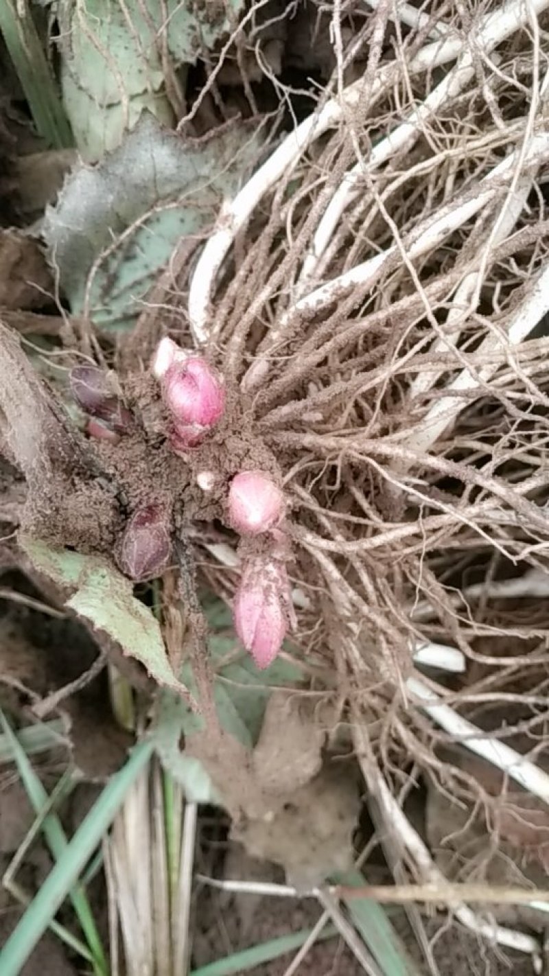 款冬花