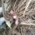款冬花