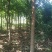 紫荆