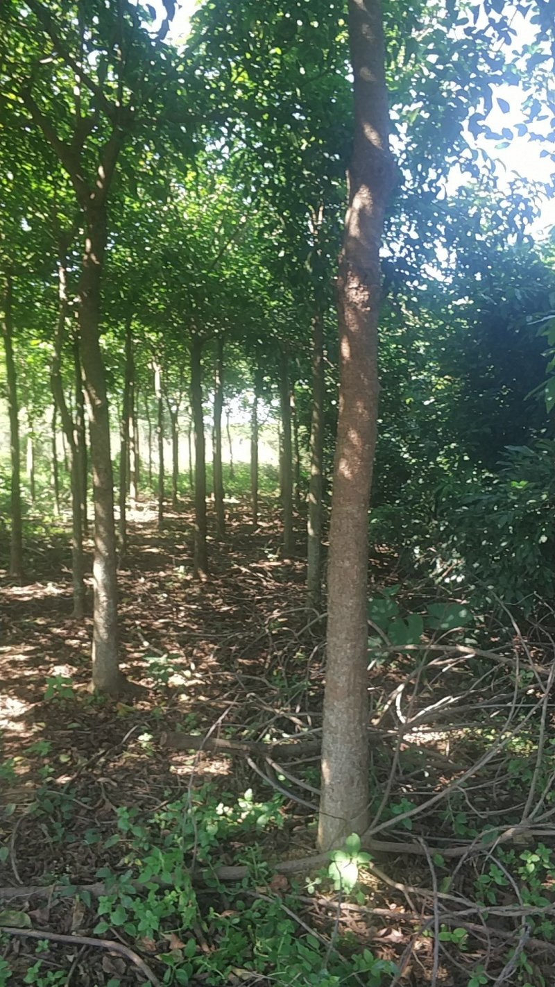 紫荆