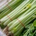 江苏精品芹菜50公分以上大量上市