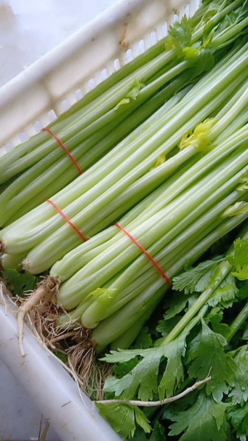 江苏精品芹菜50公分以上大量上市
