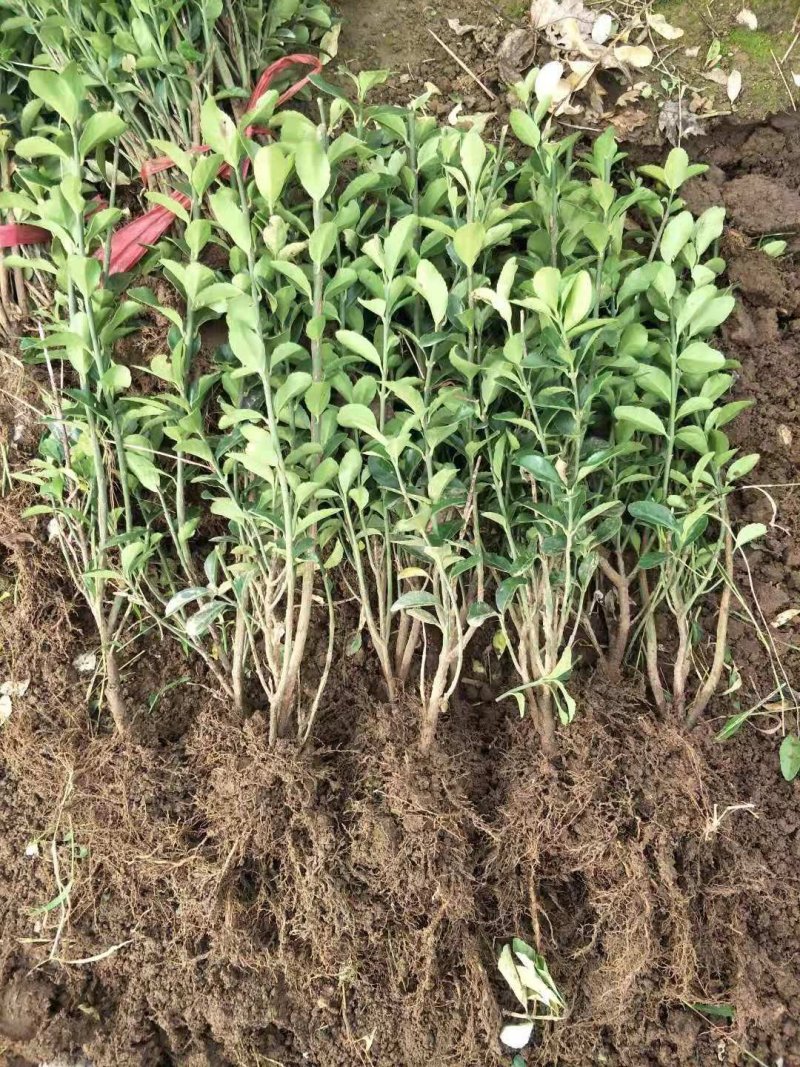 大叶黄杨冬青绿篱山东青州草花苗木基地一手货源