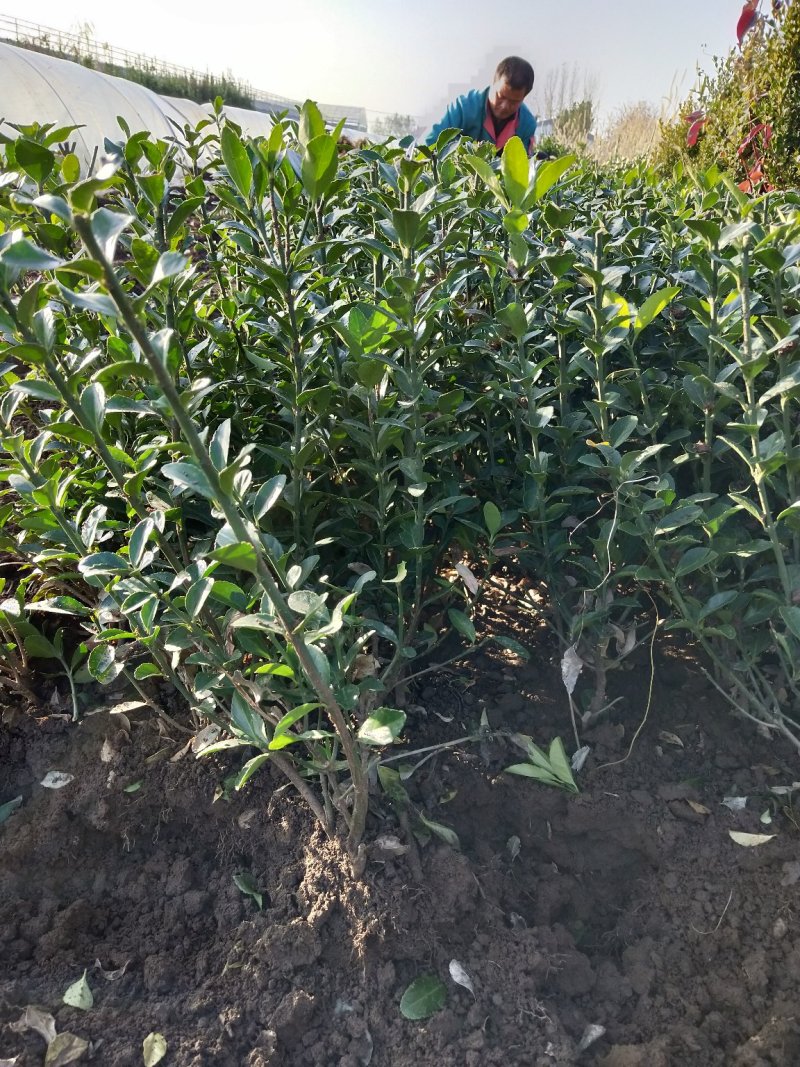 大叶黄杨冬青绿篱山东青州草花苗木基地一手货源
