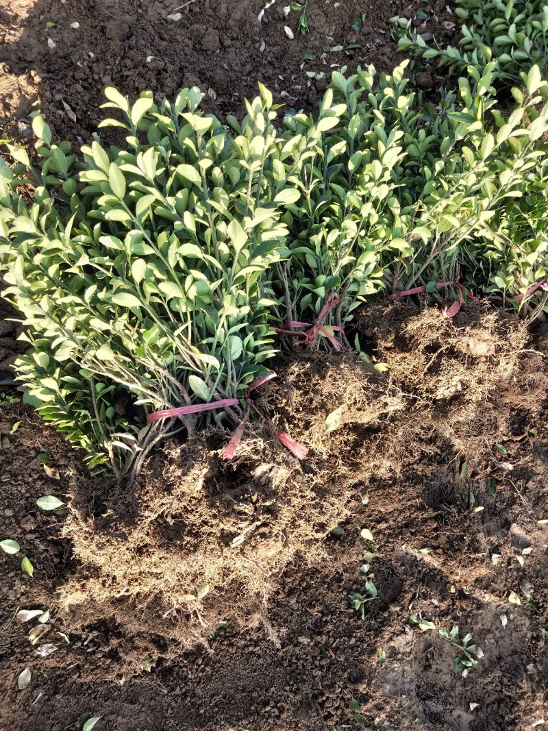 大叶黄杨冬青绿篱山东青州草花苗木基地一手货源