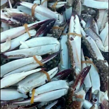 一级蟹腿