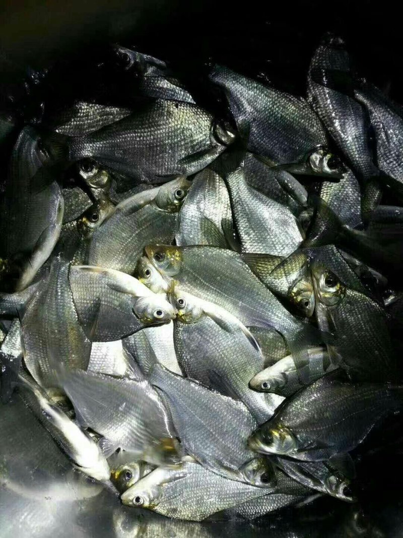 鳊鱼苗