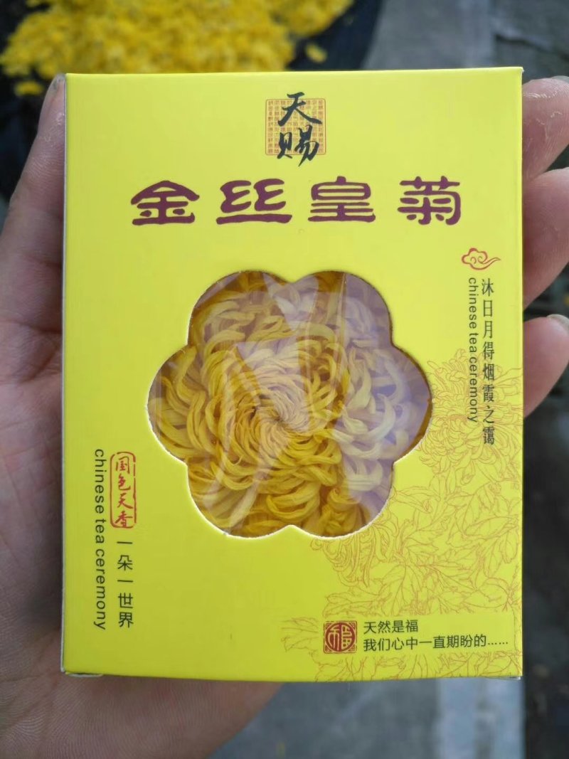 金丝皇菊特大朵