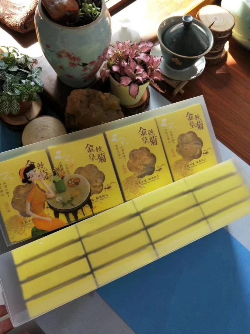 金丝皇菊特大朵