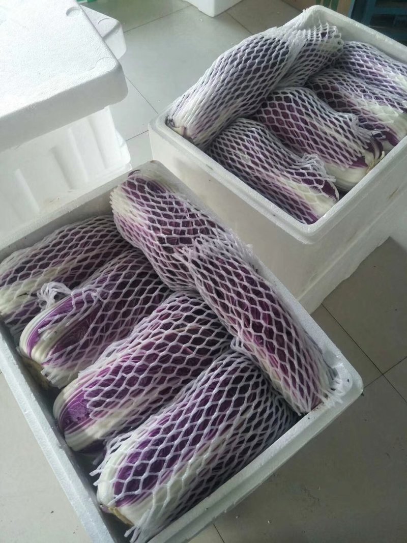 精品紫白菜，紫罗兰大白菜，精品！批发，电商代发！