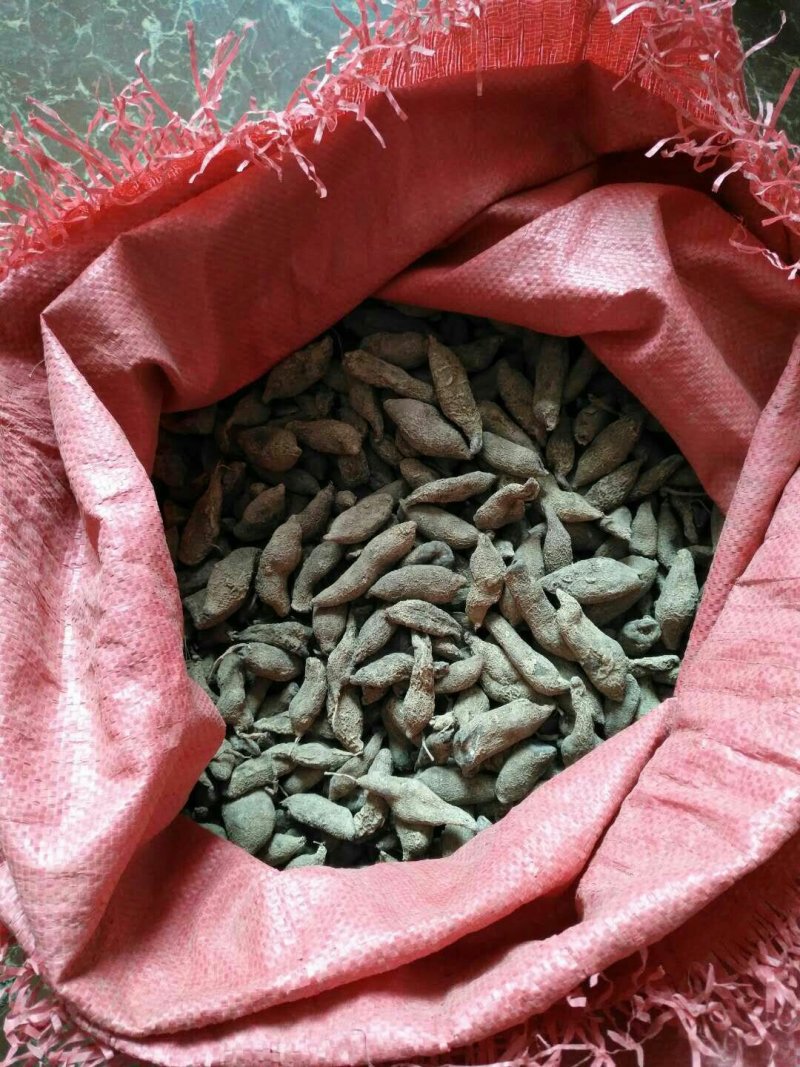 温郁金
