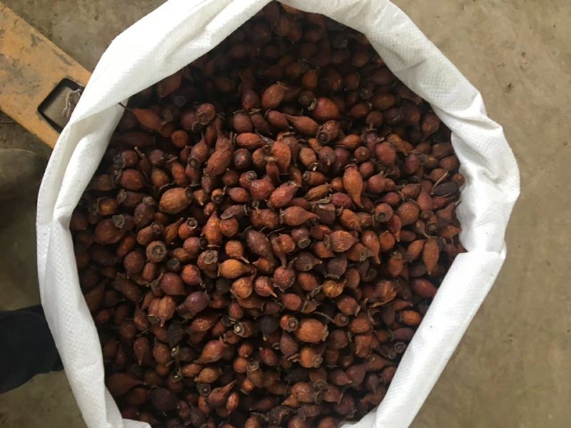金樱子干货新货上市广西产地直供质量上乘货源稳定量大价优
