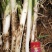 长白大葱30cm——40cm