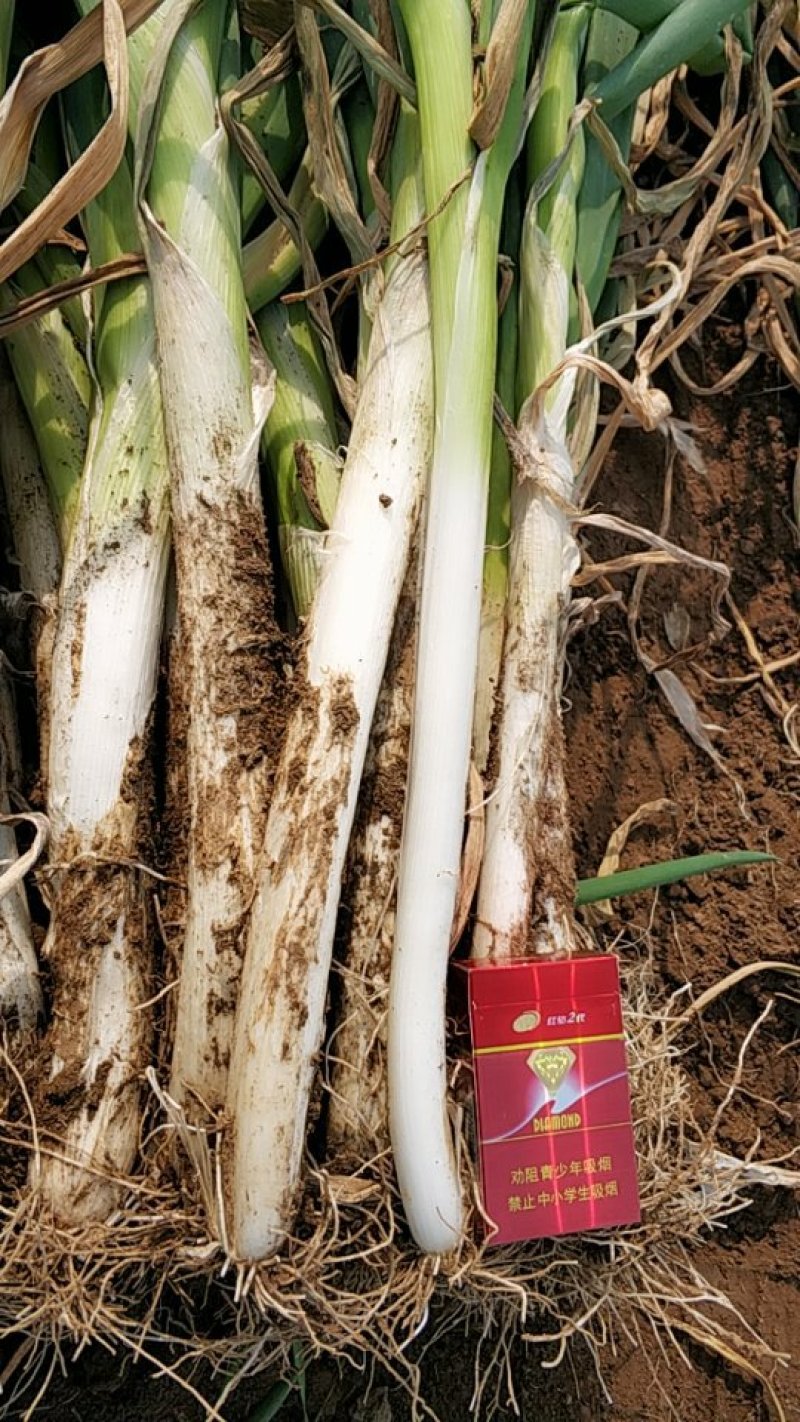长白大葱30cm——40cm