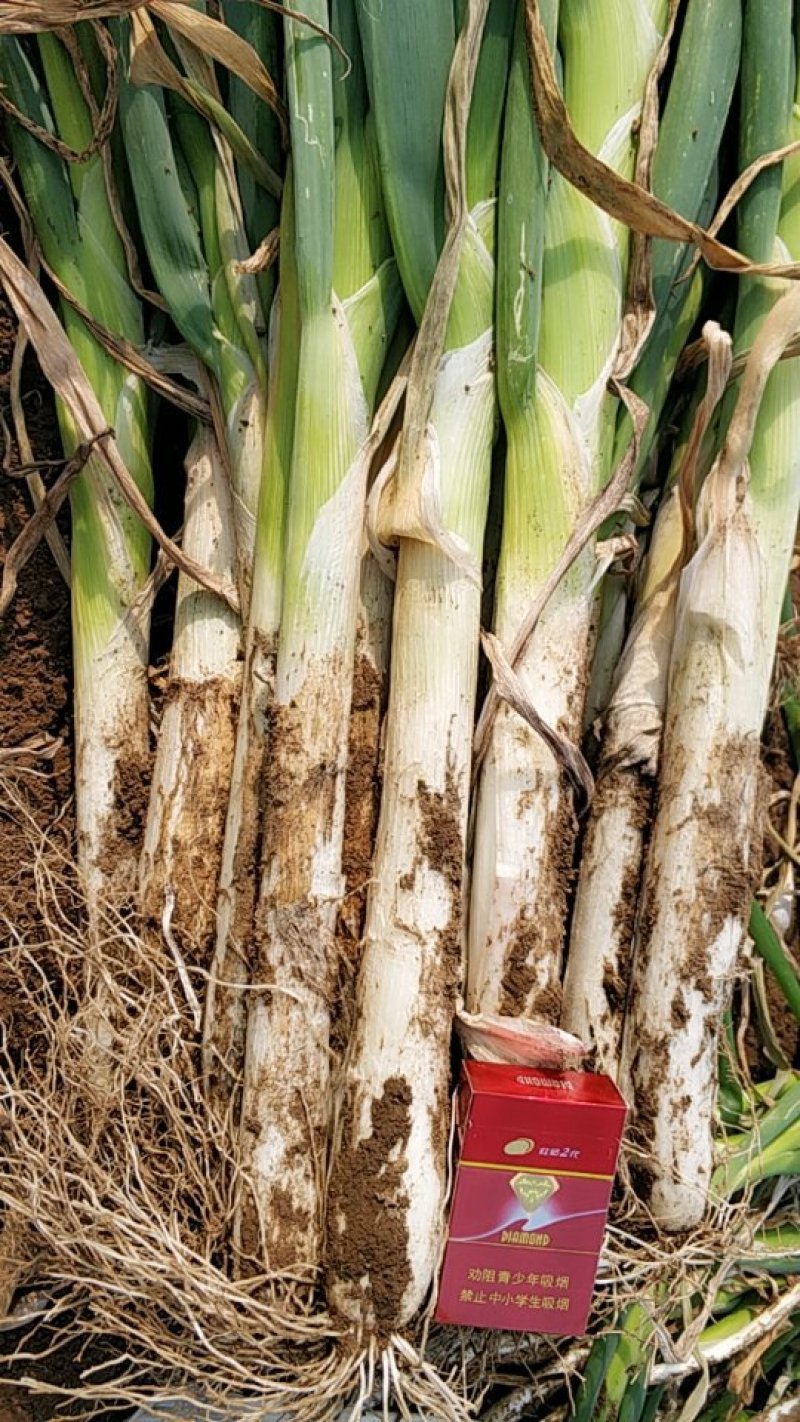 长白大葱30cm——40cm