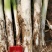 长白大葱30cm——40cm