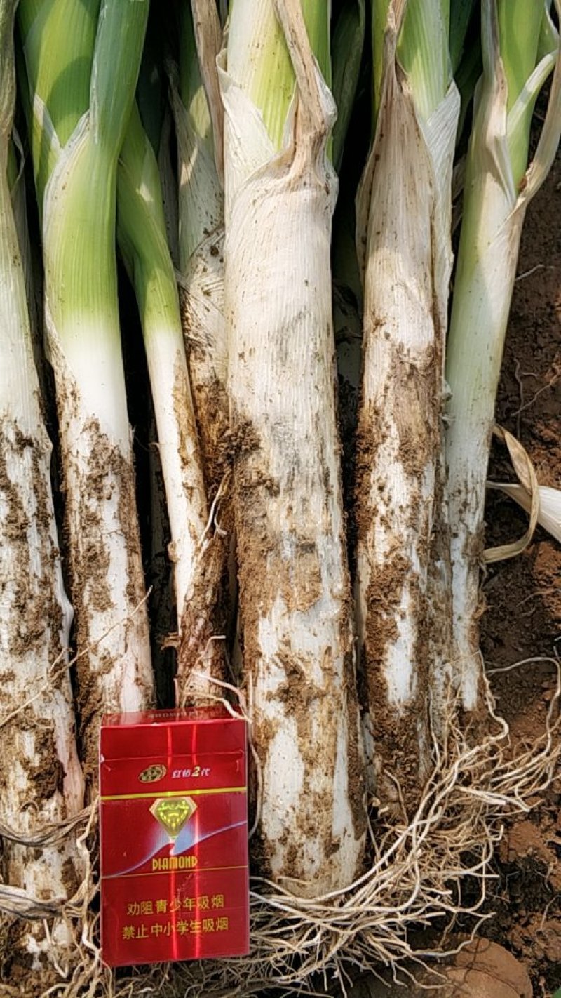 长白大葱30cm——40cm