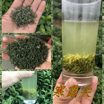 信阳毛尖