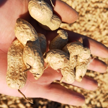 自己家产的花生，特别饱满