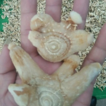 干白芨，紫花三叉，散货，一斤起邮
