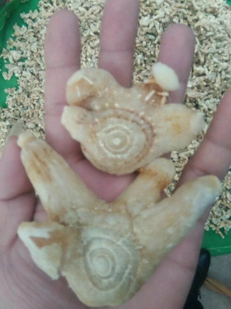 干白芨，紫花三叉，散货，一斤起邮