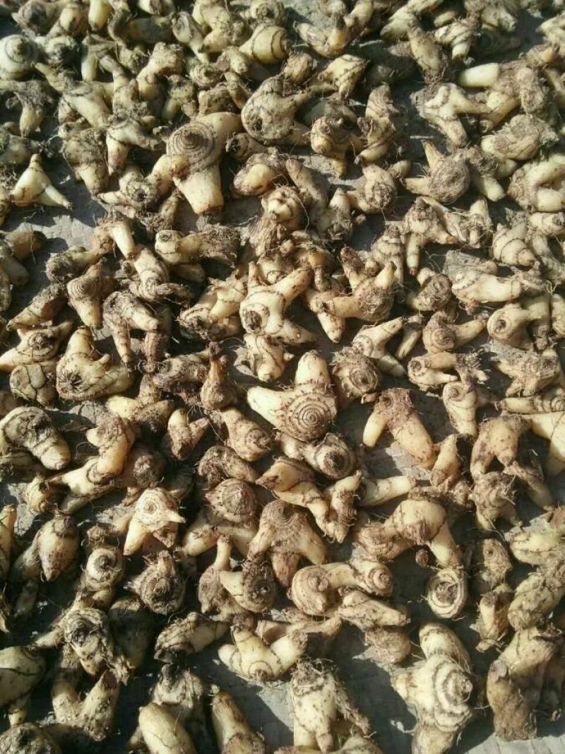干白芨，紫花三叉，散货，一斤起邮