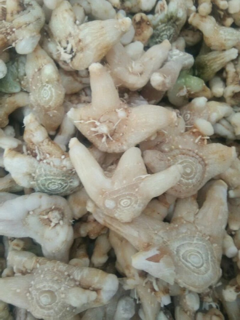 干白芨，紫花三叉，散货，一斤起邮