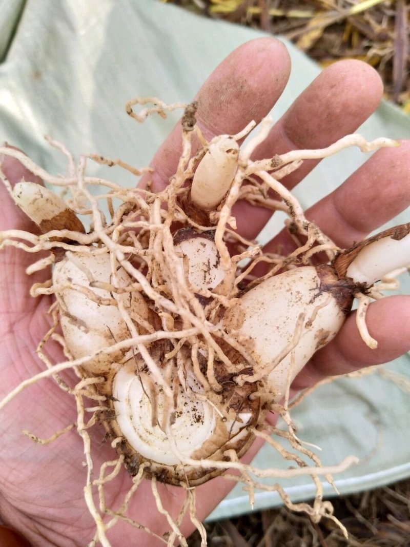 干白芨，紫花三叉，散货，一斤起邮